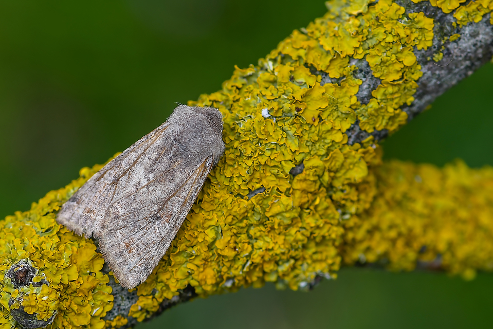 Orthosia incerta - változékony barkabagoly