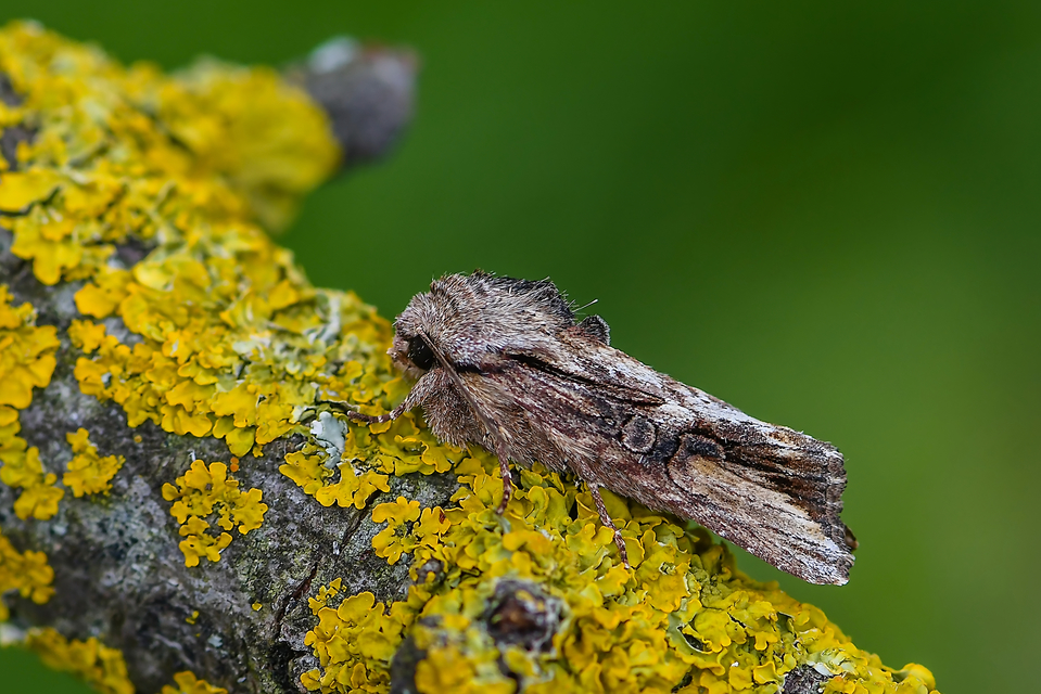 Egira conspicillaris - változékony szürkebagoly