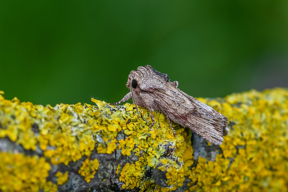 Egira conspicillaris - változékony szürkebagoly