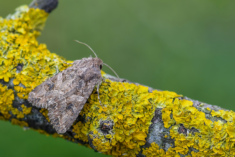 Hadula trifolii - lóherebagoly Hadula trifolii - lóherebagoly