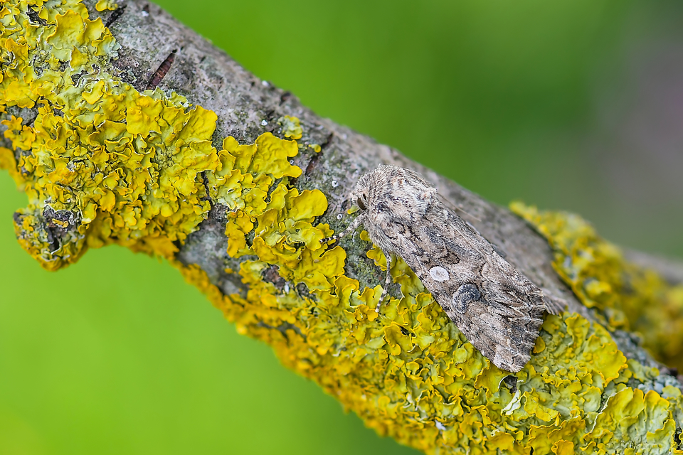 Hadula trifolii - lóherebagoly Hadula trifolii - lóherebagoly