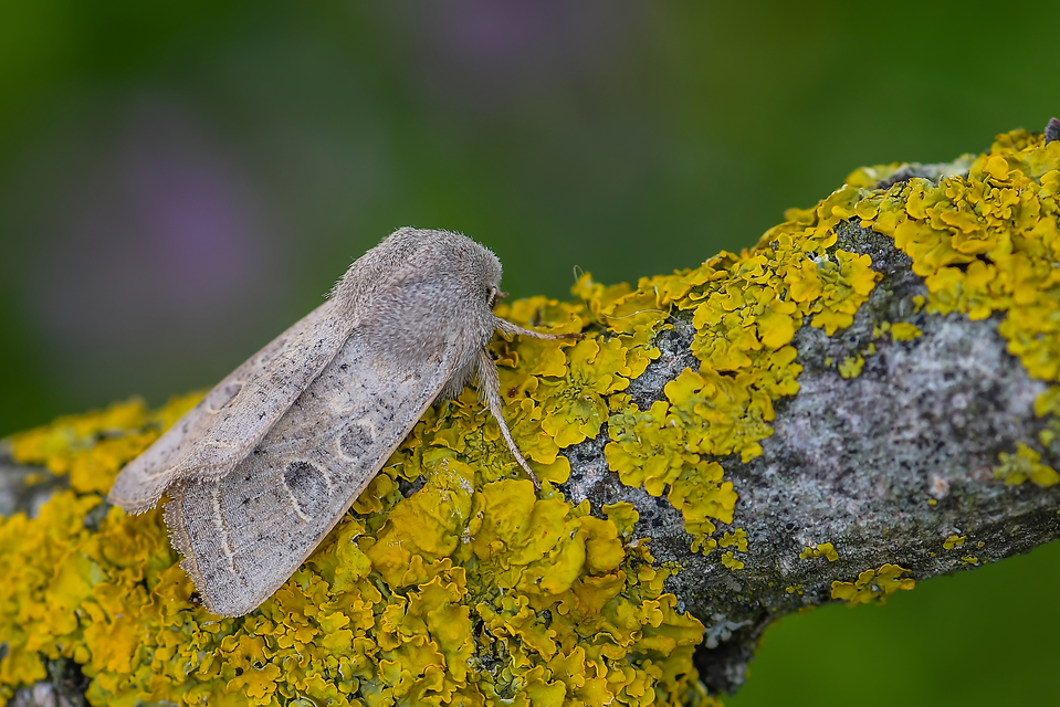 Orthosia gracilis - karcsú barkabagoly