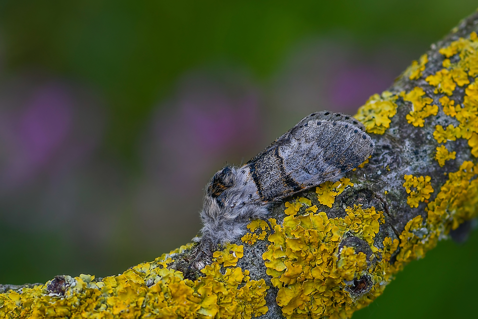 Furcula bifida - kis púposszövő