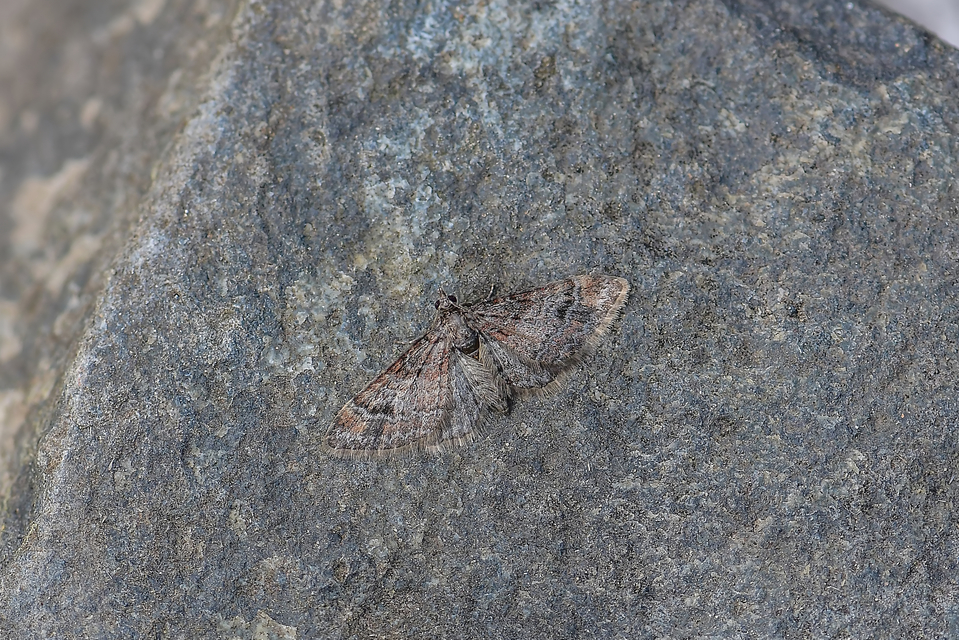 Gymnoscelis rufifasciata - vöröscsíkos törpearaszoló