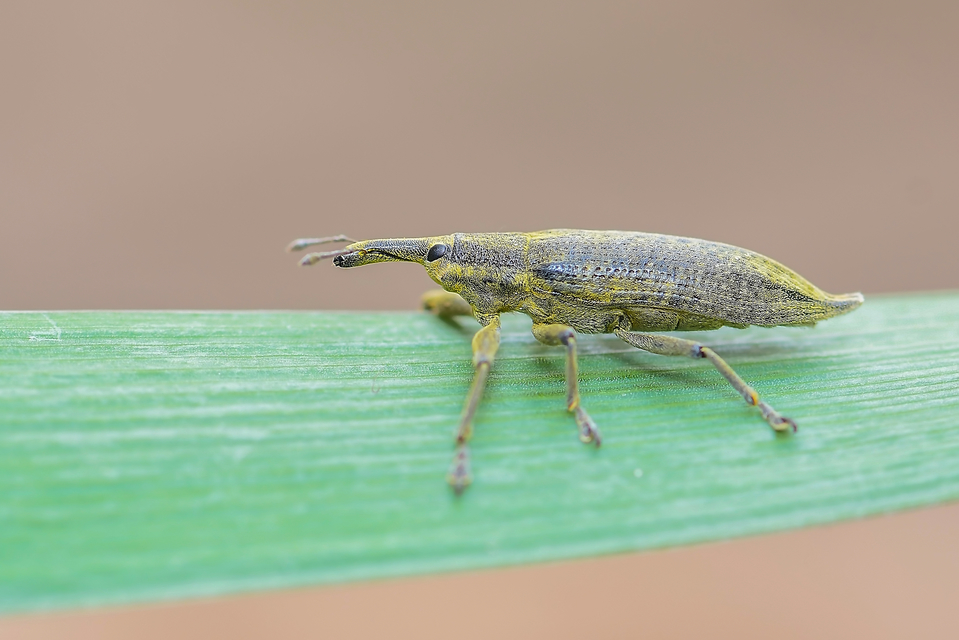 Lixus iridis - bürökfúró dudvabarkó