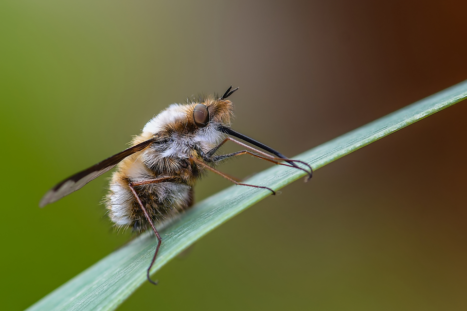 Bombylius major - szegélyes pöszörlégy