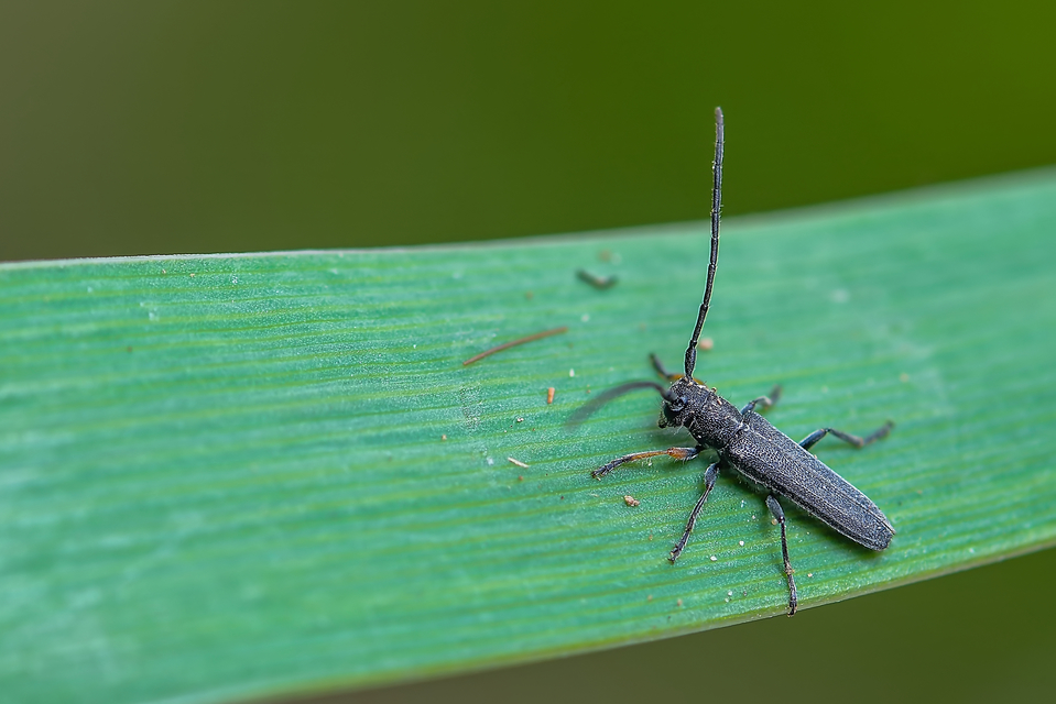Phytoecia cylindrica - medvelapucincér