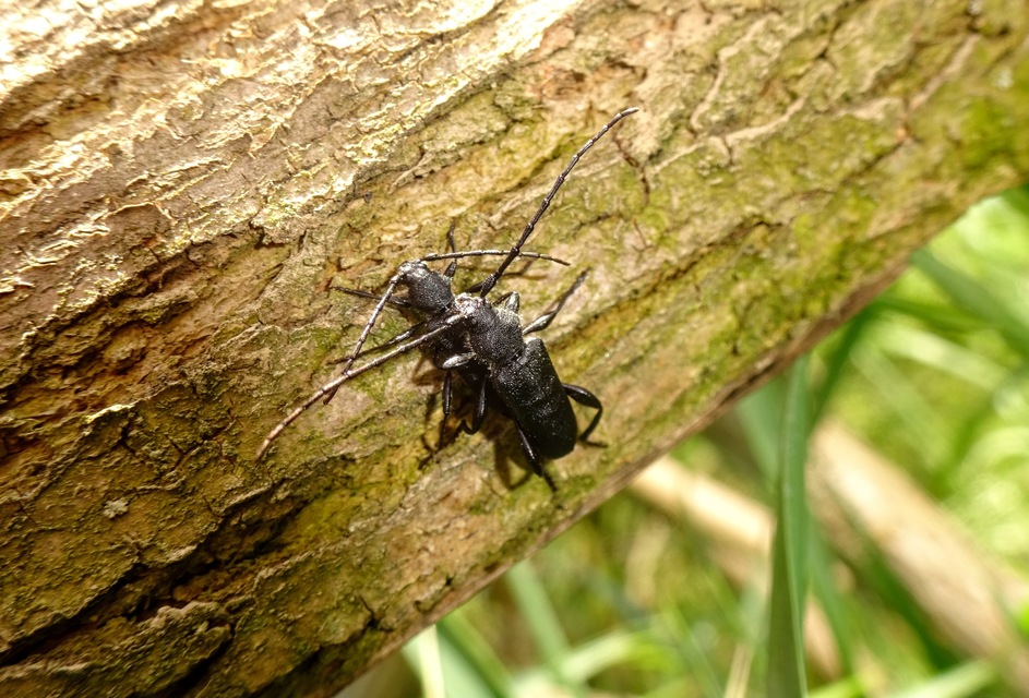 Ropalopus macropus - kis facincér Ropalopus macropus - kis facincér