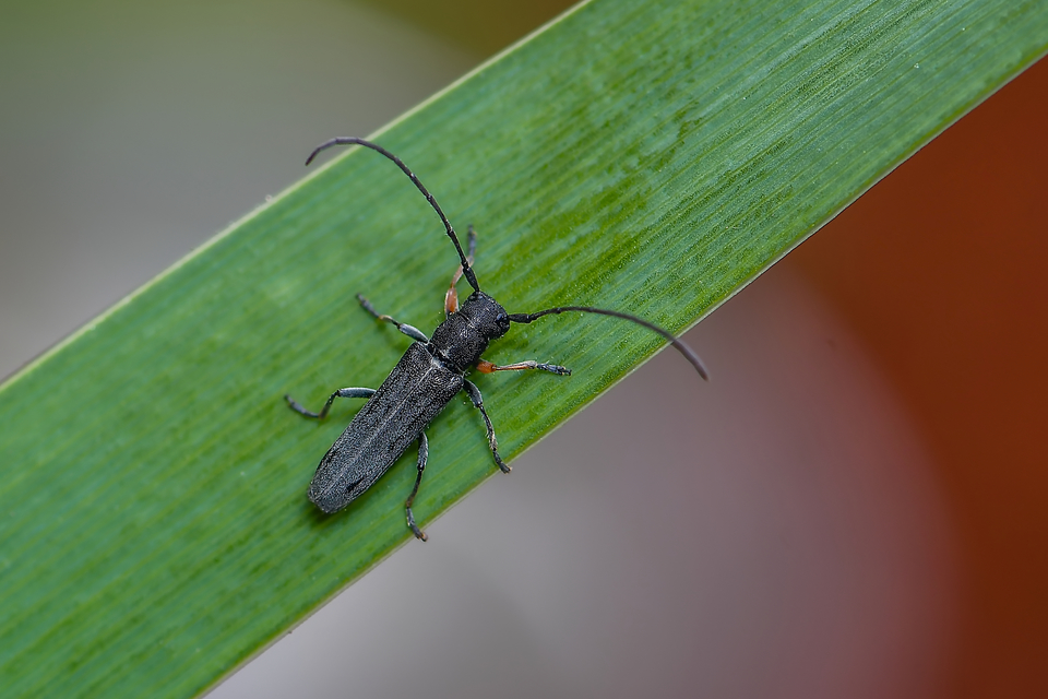 Phytoecia cylindrica - medvelapucincér