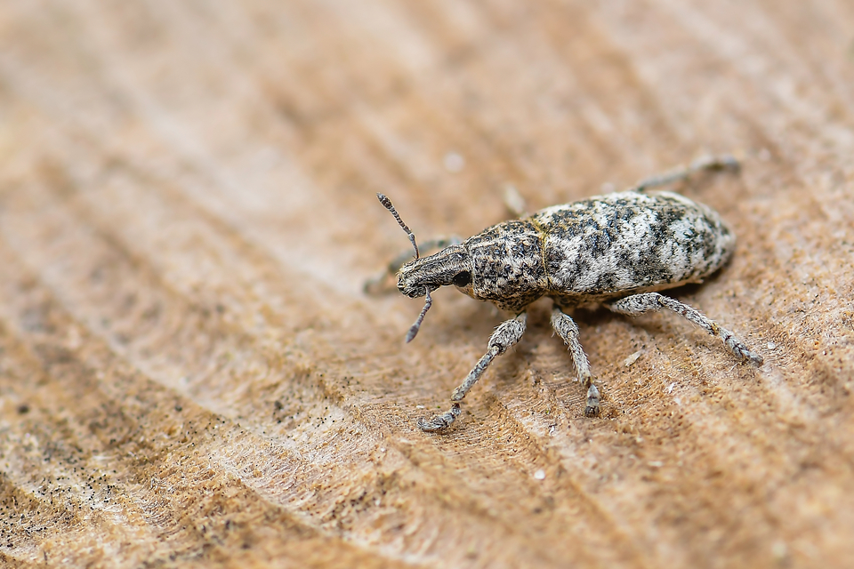 Cyphocleonus dealbatus - márványos barkó