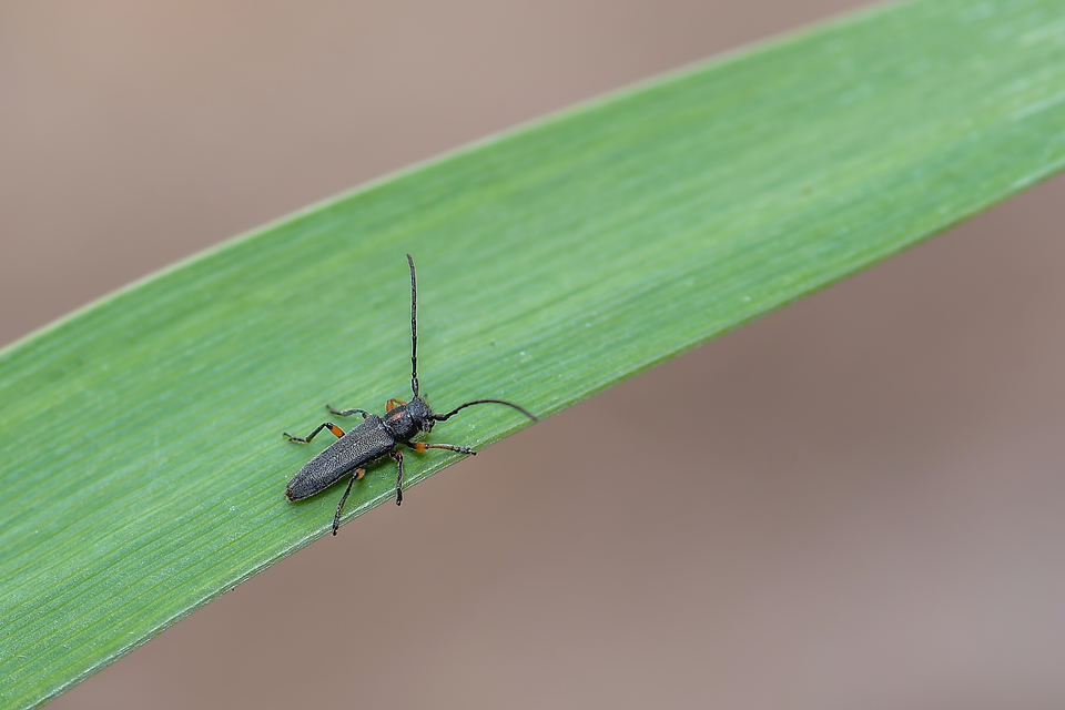 Phytoecia pustulata - parányi fűcincér