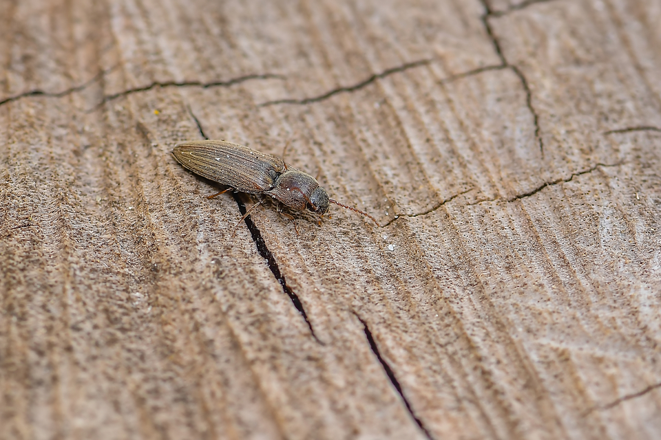 Elateridae - pattanóbogárfélék