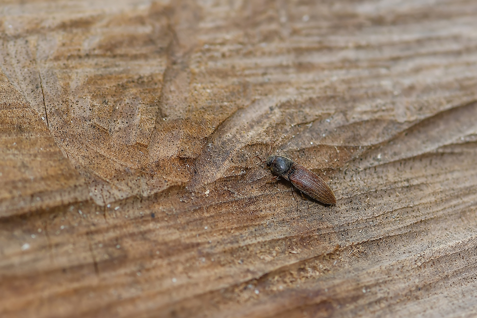 Elateridae - pattanóbogárfélék