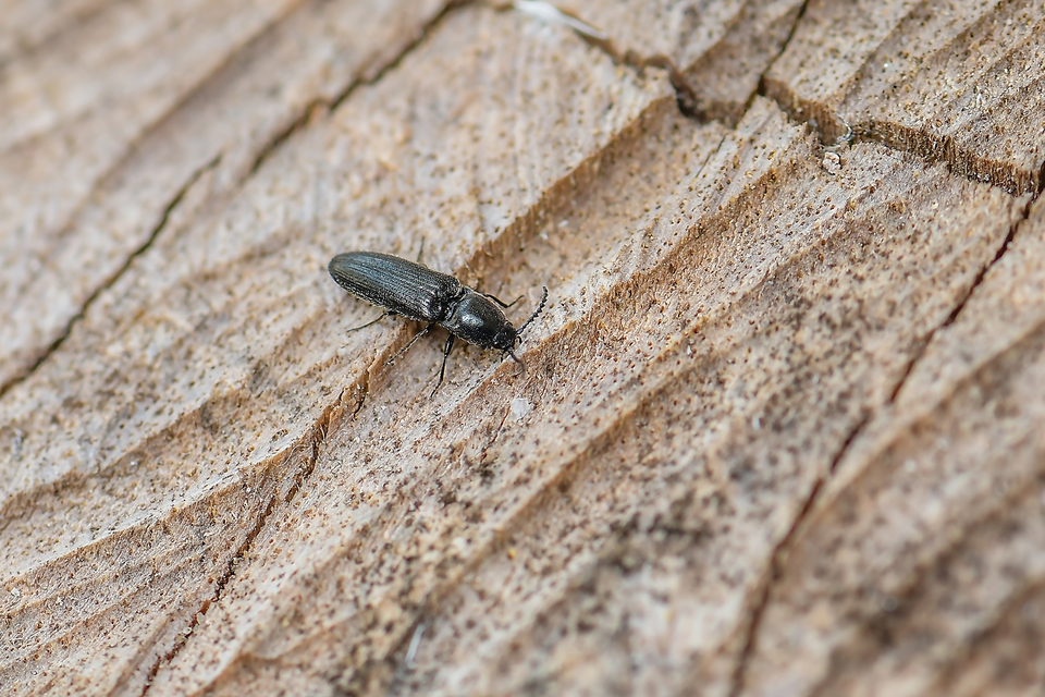 Elateridae - pattanóbogárfélék