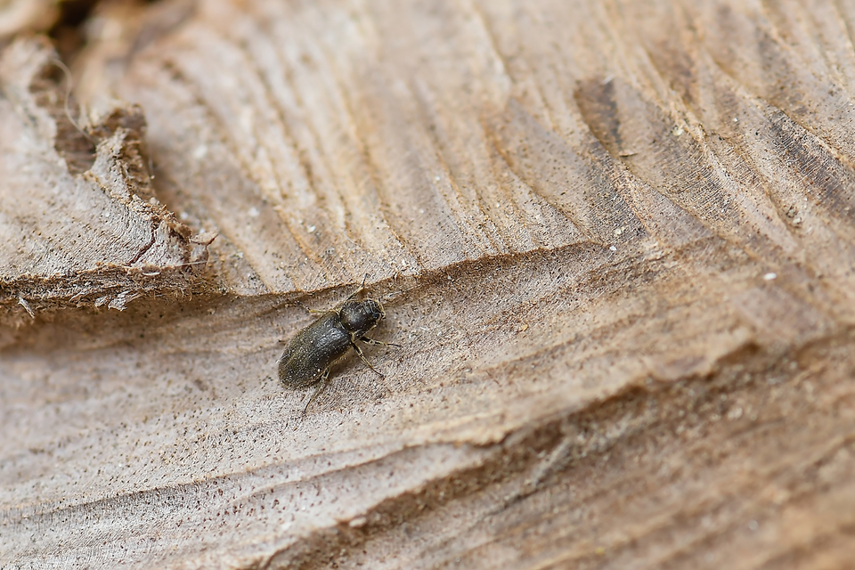 Dryopidae - fülescsápúbogár-félék