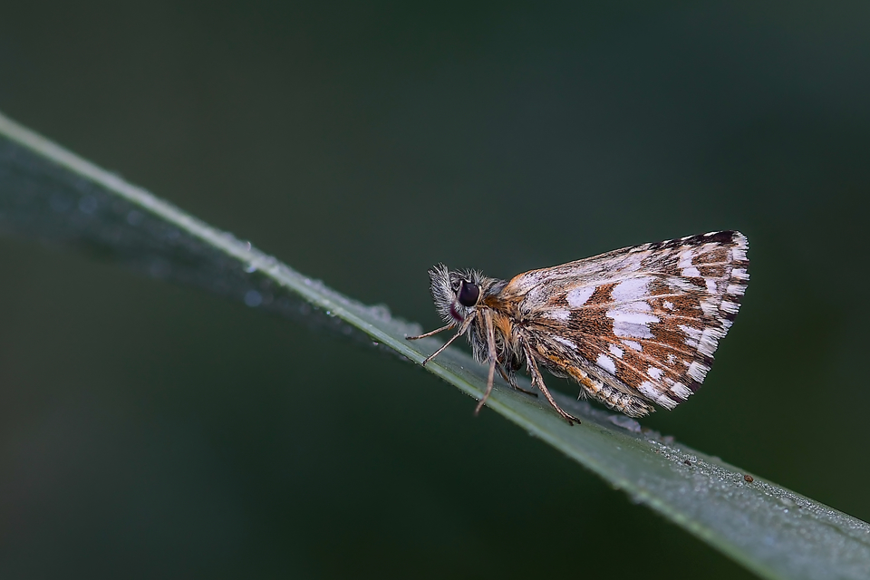 Pyrgus malvae - kis busalepke