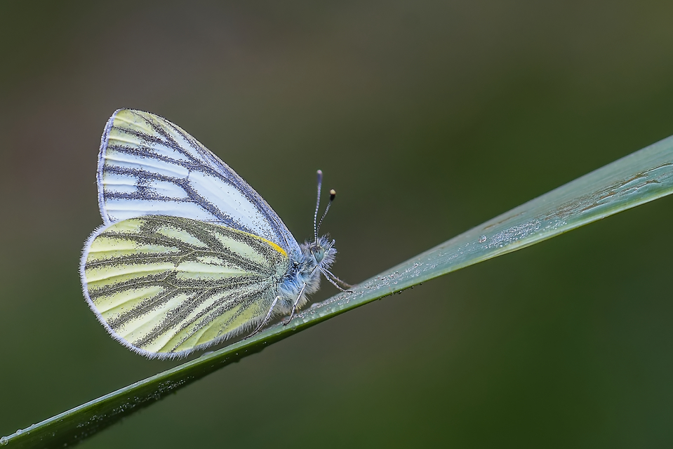 Pieris napi - repcelepke