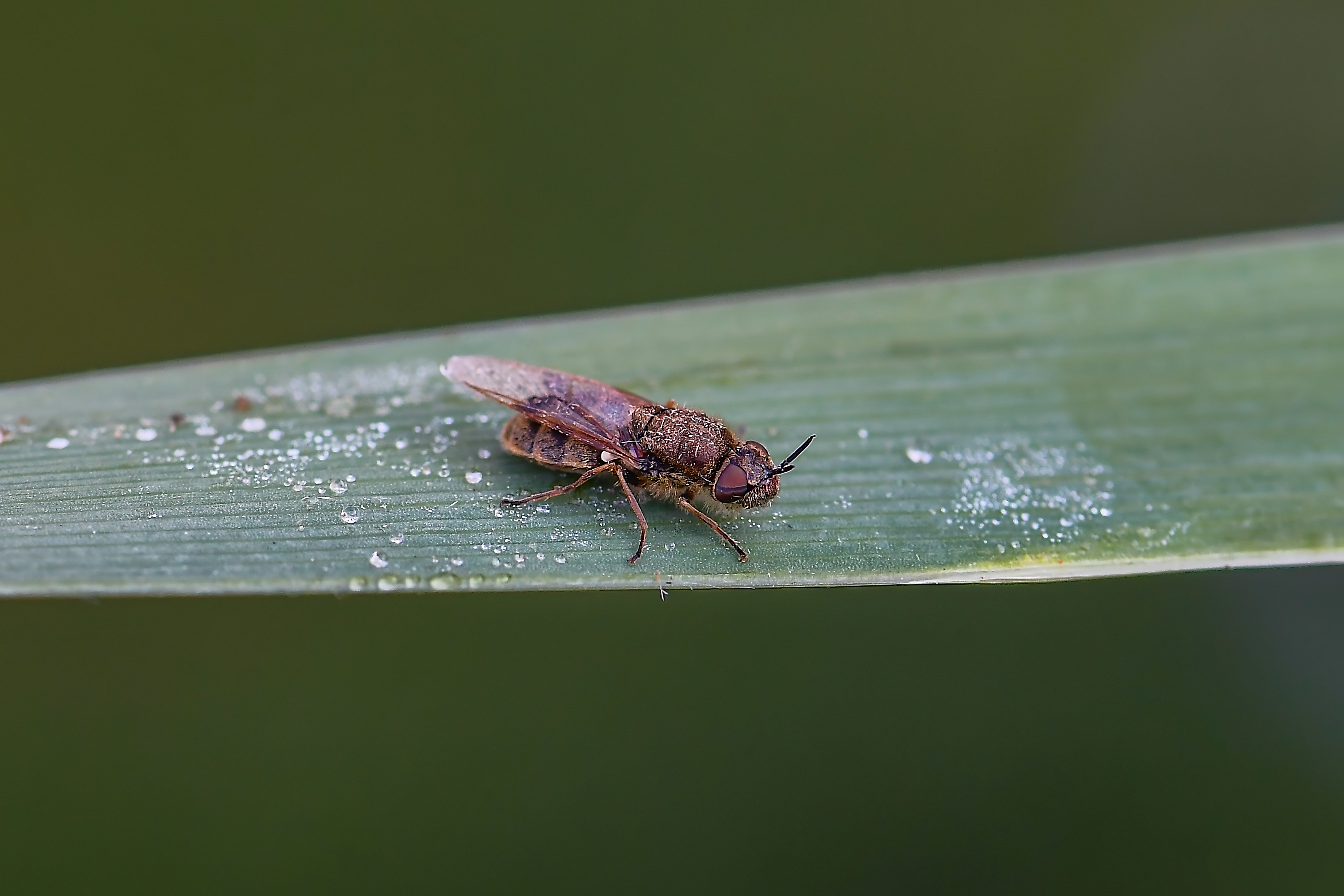 Odontomyia argentata