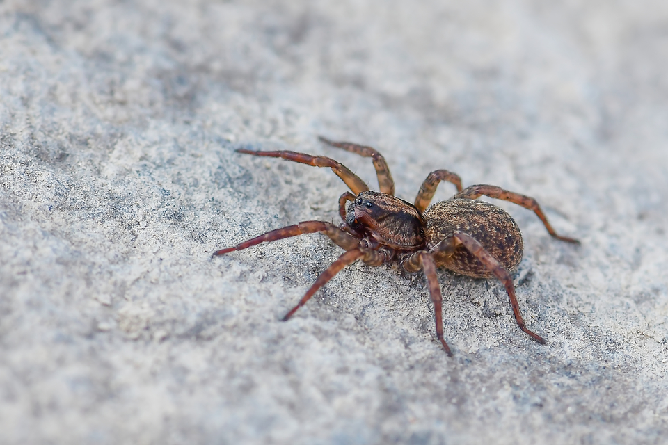 Trochosa