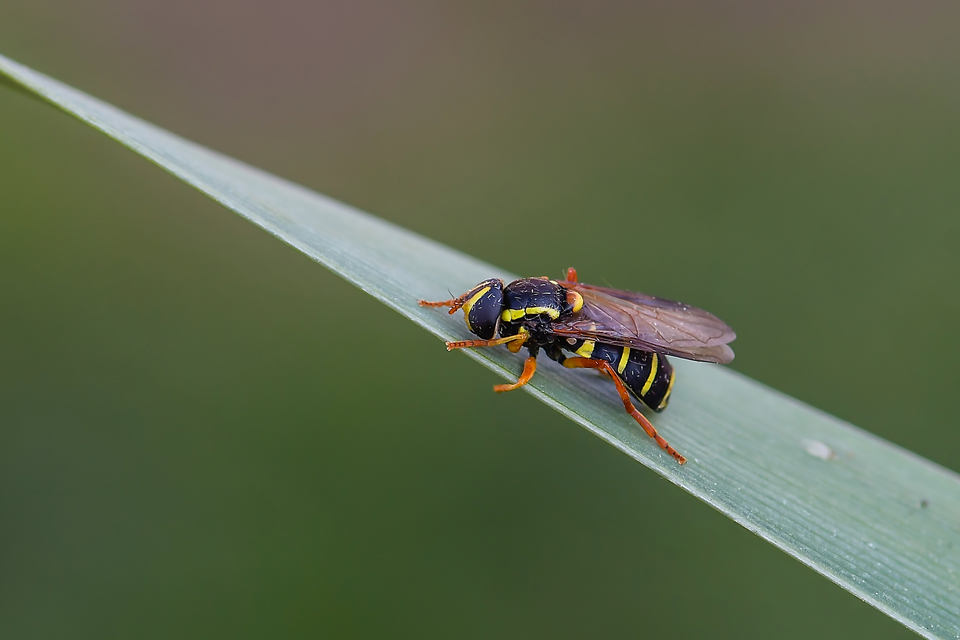 Xanthogramma citrofasciatum - korai oldalsávoslégy