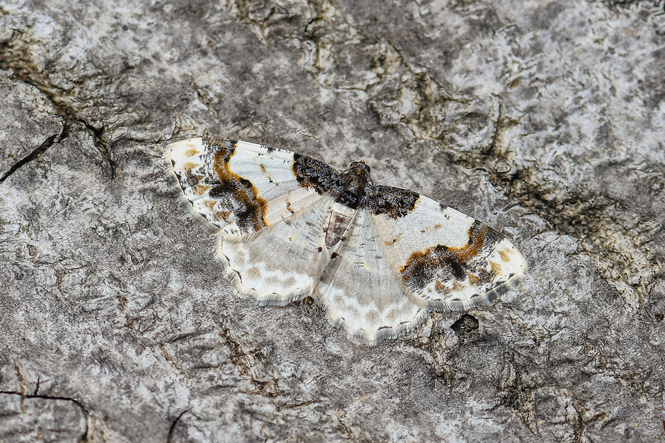 Ligdia adustata - barna levélaraszoló