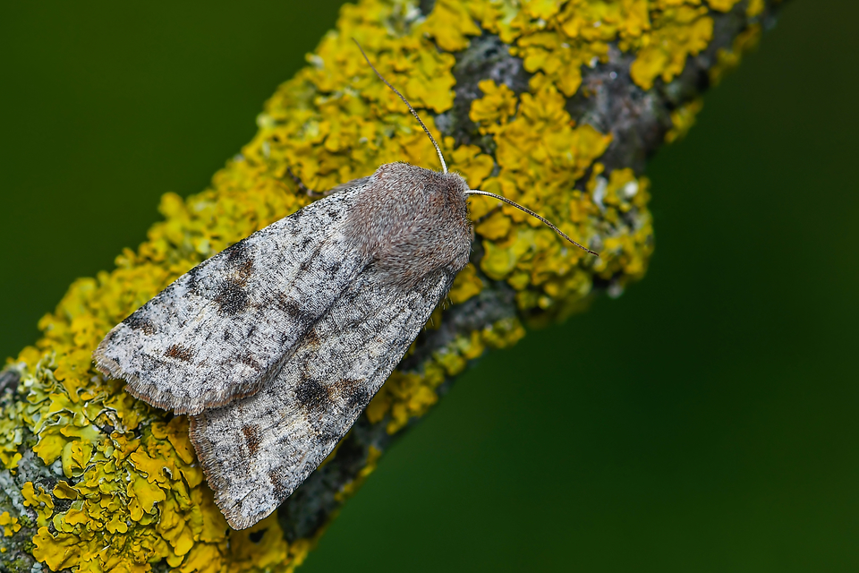 Orthosia incerta - változékony barkabagoly Orthosia incerta - változékony barkabagoly