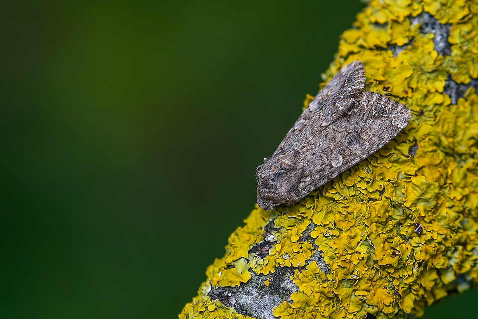 Hadula trifolii - lóherebagoly Hadula trifolii - lóherebagoly