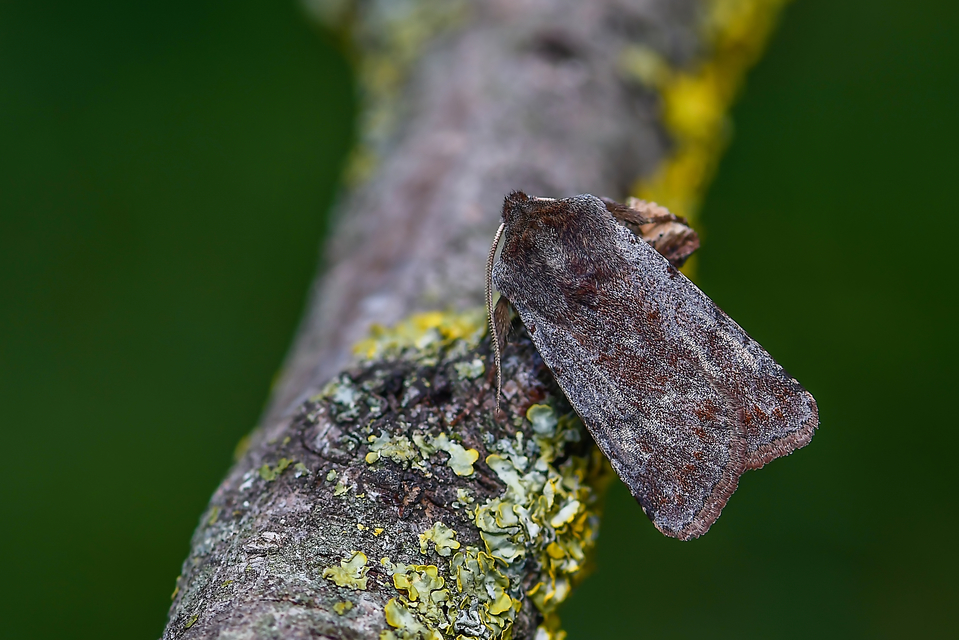 Cerastis rubricosa - vörhenyes tavaszibagoly