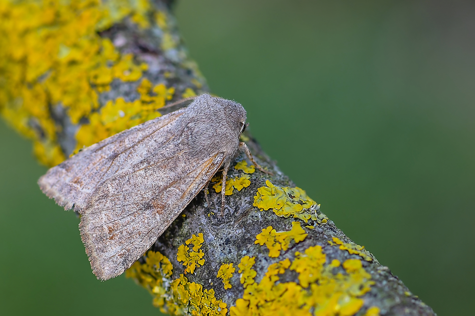 Orthosia incerta - változékony barkabagoly Orthosia incerta - változékony barkabagoly