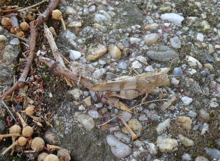 Oedipoda caerulescens - kékszárnyú sáska