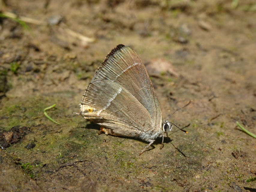 Neozephyrus quercus - tölgyfalepke