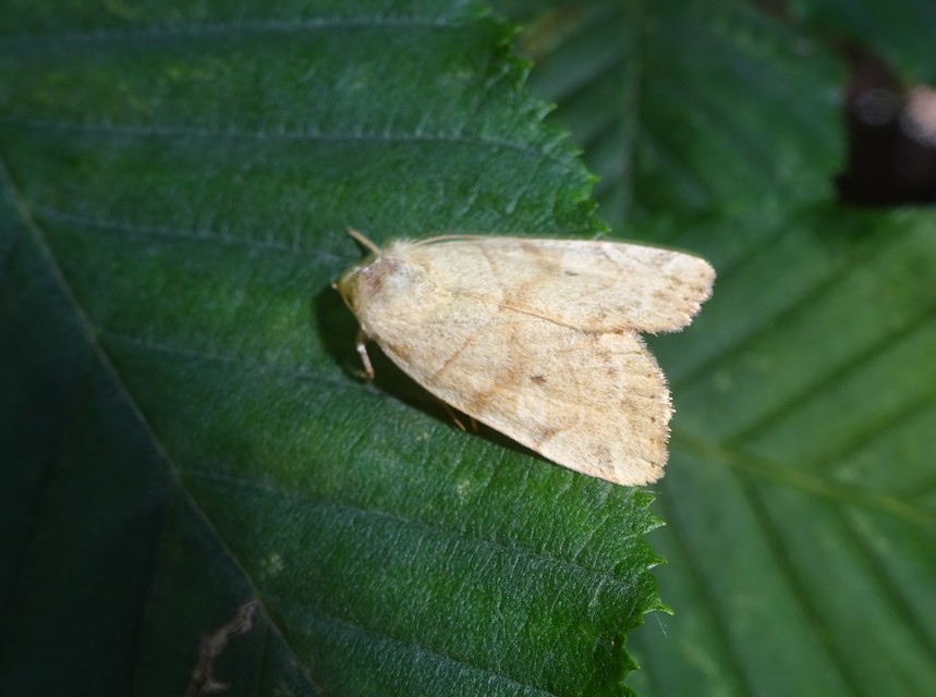 Cosmia trapezina - közönséges lombbagoly