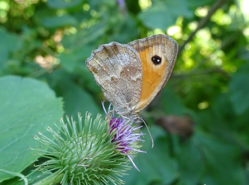 Pyronia tithonus - kis ökörszemlepke