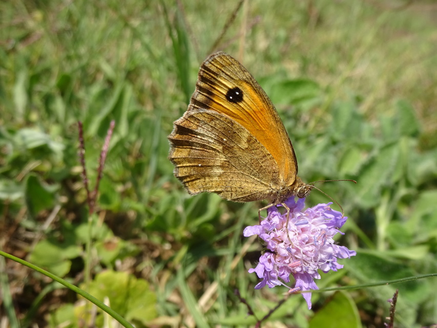 Pyronia tithonus - kis ökörszemlepke