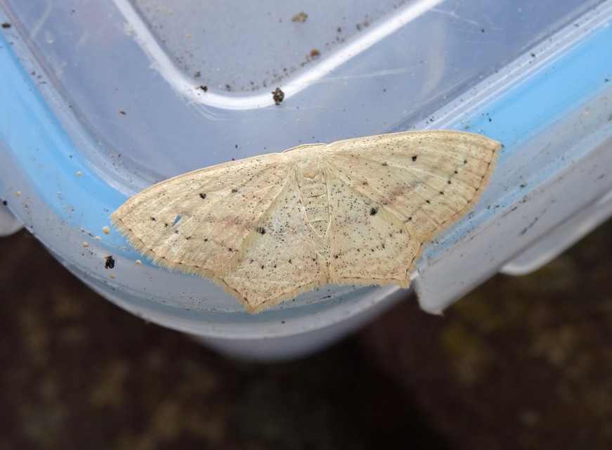 Scopula flaccidaria - alföldi sávosaraszoló
