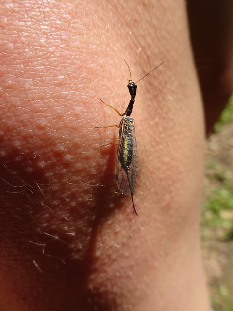 Raphidioptera - Tevenyakú-fátyolkák