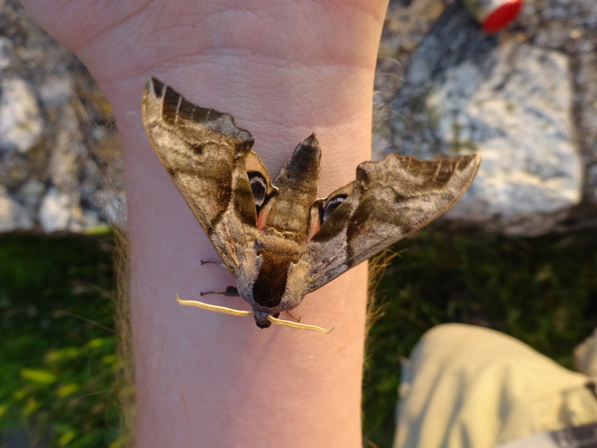 Smerinthus ocellatus - esti pávaszem