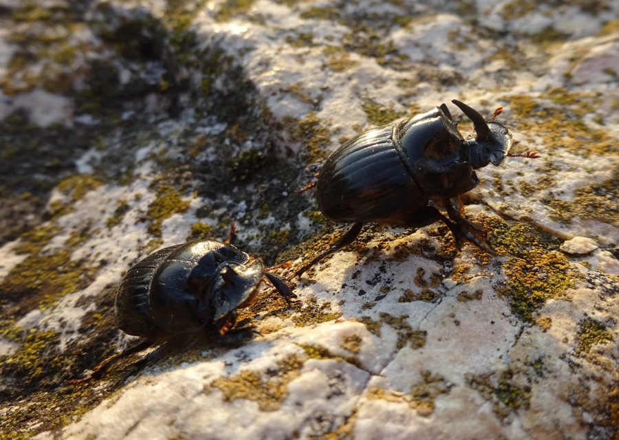 Copris lunaris - közönséges holdszarvú-ganéjtúró