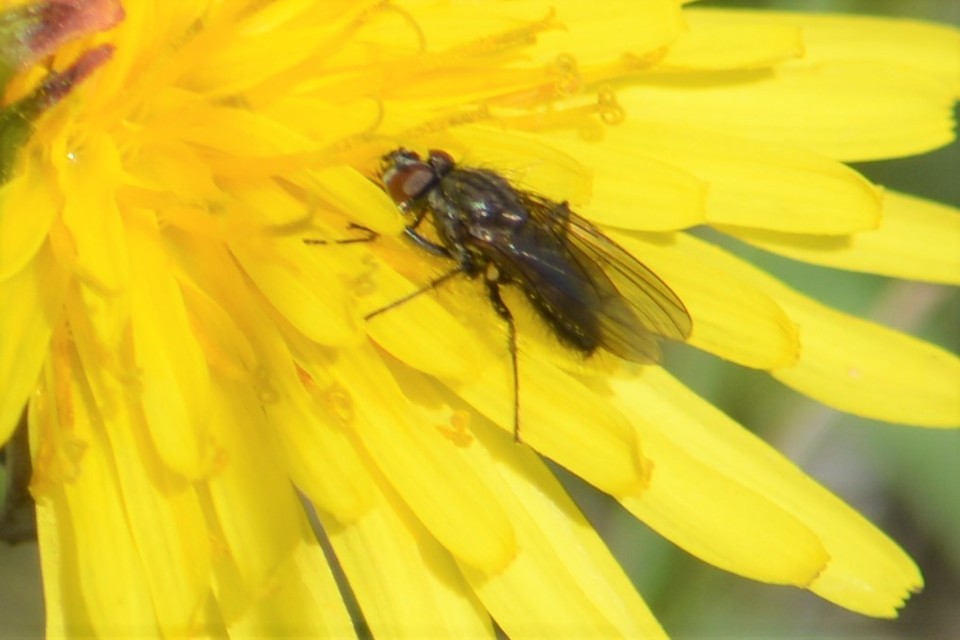 Anthomyiidae - viráglegyek
