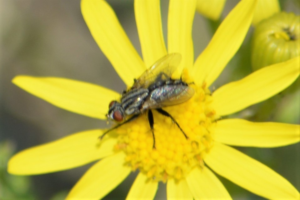 Sarcophaginae