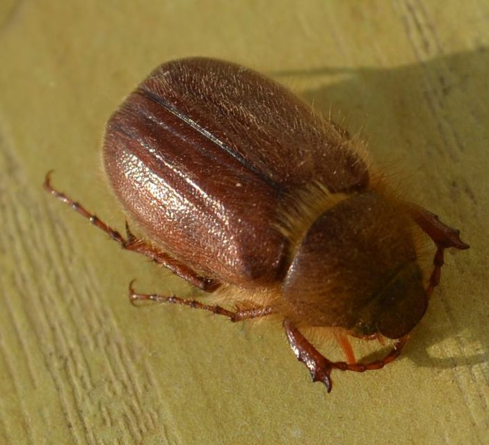 Holochelus vernus - tavaszi cserebogár