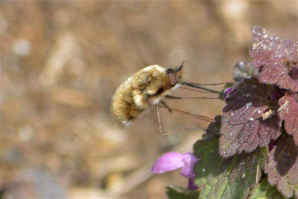 Bombylius major - szegélyes pöszörlégy