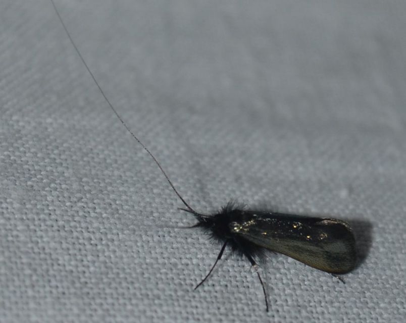 Adela reaumurella - smaragdfényű tőrösmoly