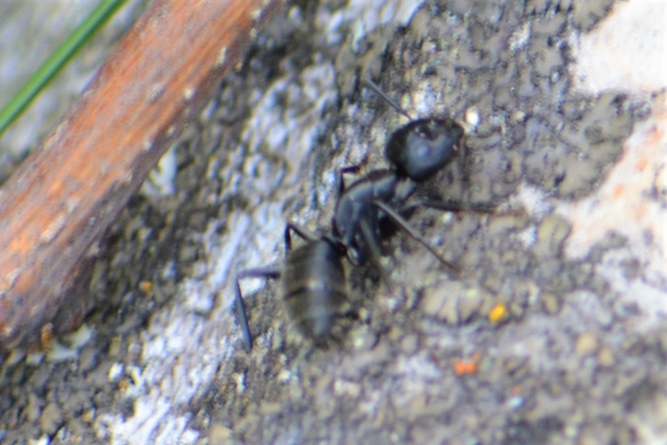 Camponotus vagus - fekete lóhangya