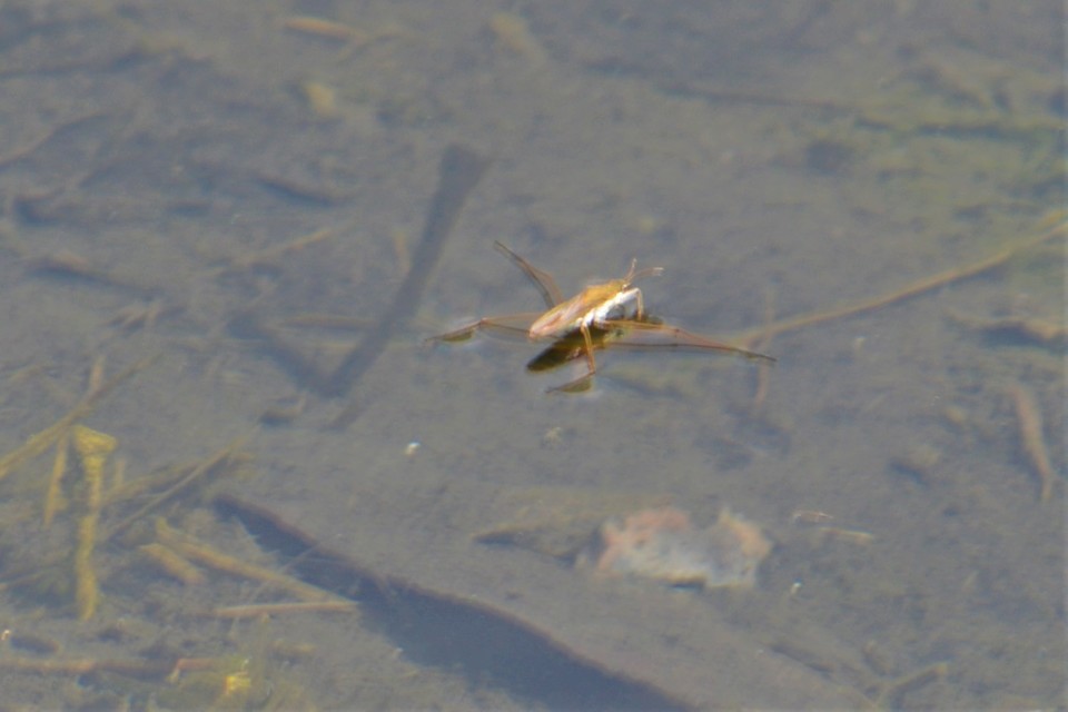 Gerridae - molnárpoloskák