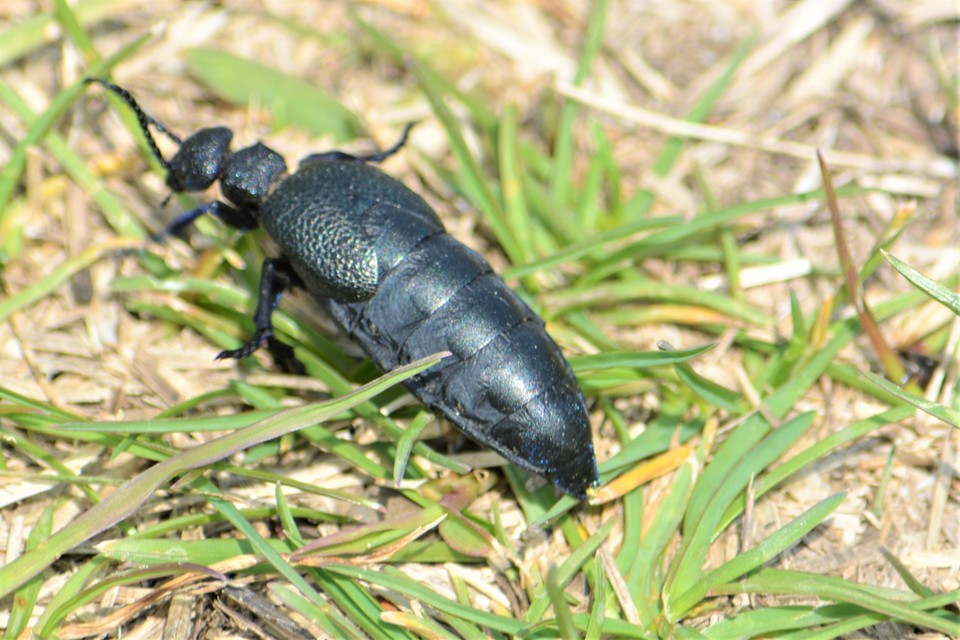 Meloe cicatricosus - óriásnünüke