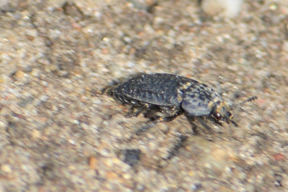 Thanatophilus rugosus - ripacsos dögbogár
