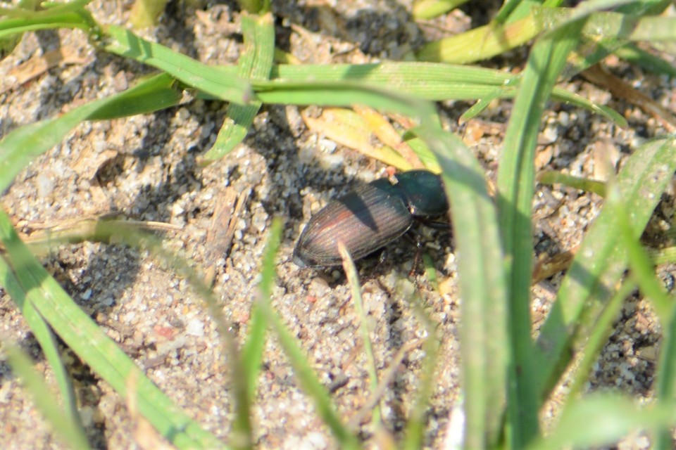 Harpalus distinguendus - mezei lomhafutó