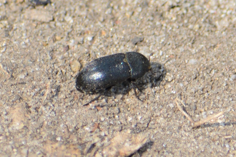 Dermestes laniarius - gyászos porva