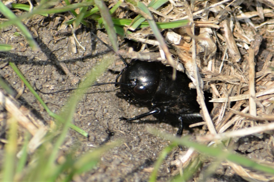 Gryllus campestris - mezei tücsök